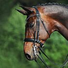 Passier Fortuna Double Bridle