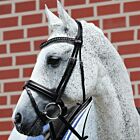 Passier Fortuna Snaffle Bridle