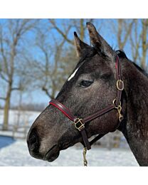 Bahr Saddlery's 3/4" Deluxe Padded Halter with Snap