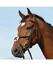 Collegiate Syntovia+ Padded Raised Figure 8 Bridle