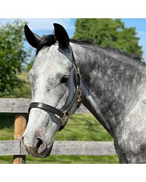 Croswell Leather Halter with Snap