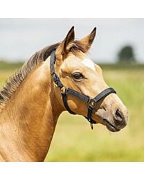 QHP Deluxe Foal Halter