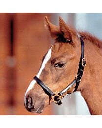 Waldhausen Leather Foal Halter