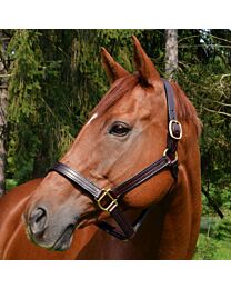 Xtreme Harrisburg Thoroughbred Style Leather Halter