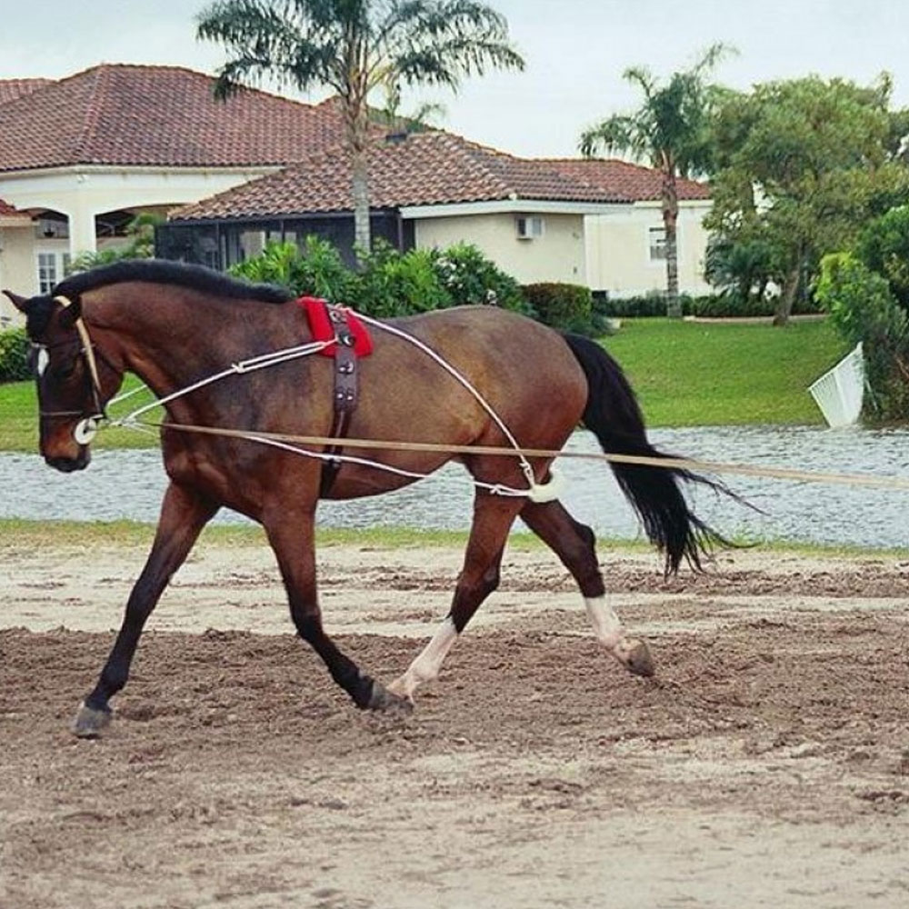 Pessoa Lunging System Bahr Saddlery