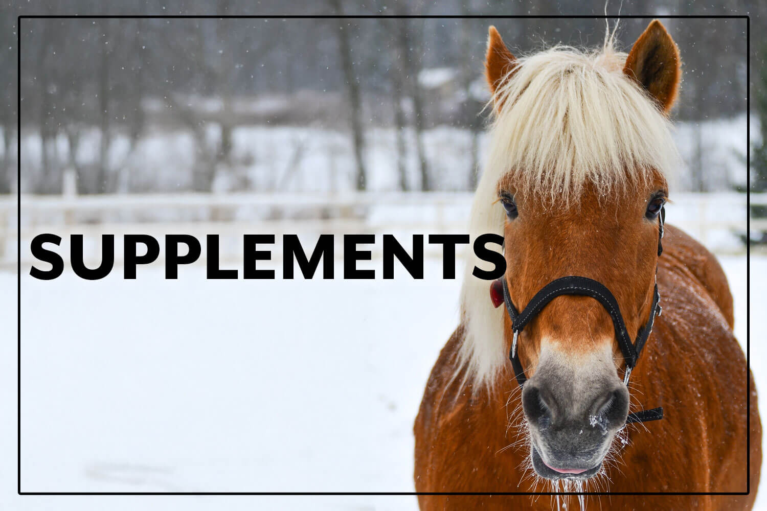 Shop Supplements